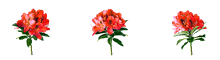 3 flowers