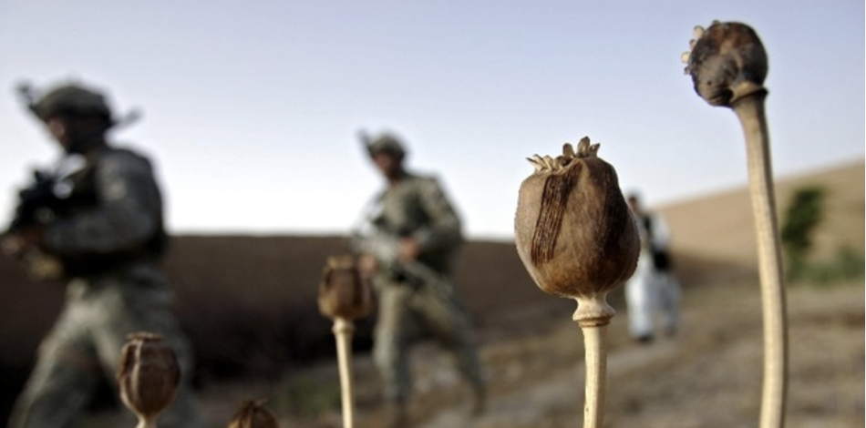 poppies-Afghanistan
