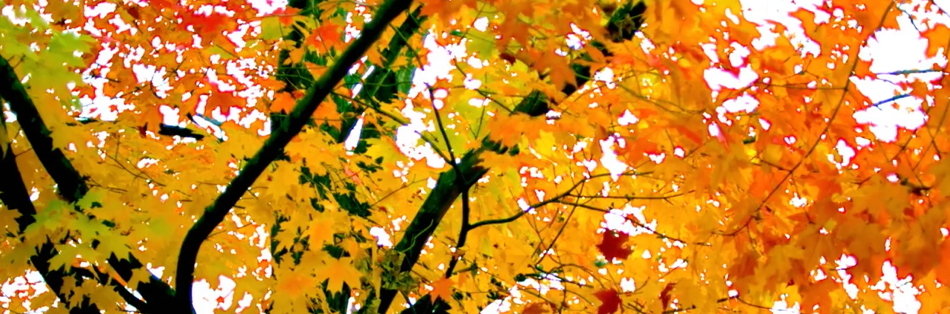 Red and Yellow leaves